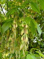افرای سیاه